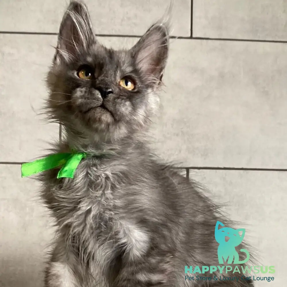 Ural Maine Coon male black silver - live animals