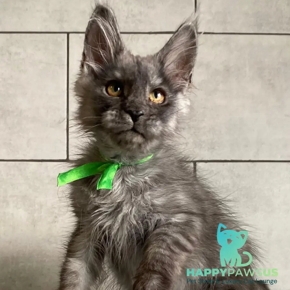 Ural Maine Coon male black silver - live animals