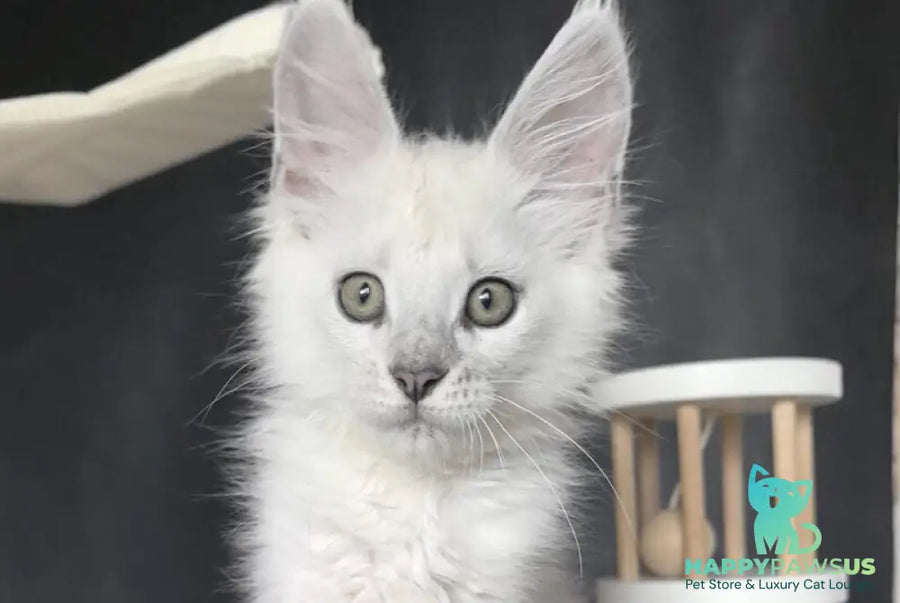 Uran Maine Coon polydactyl male black silver shaded - live animals