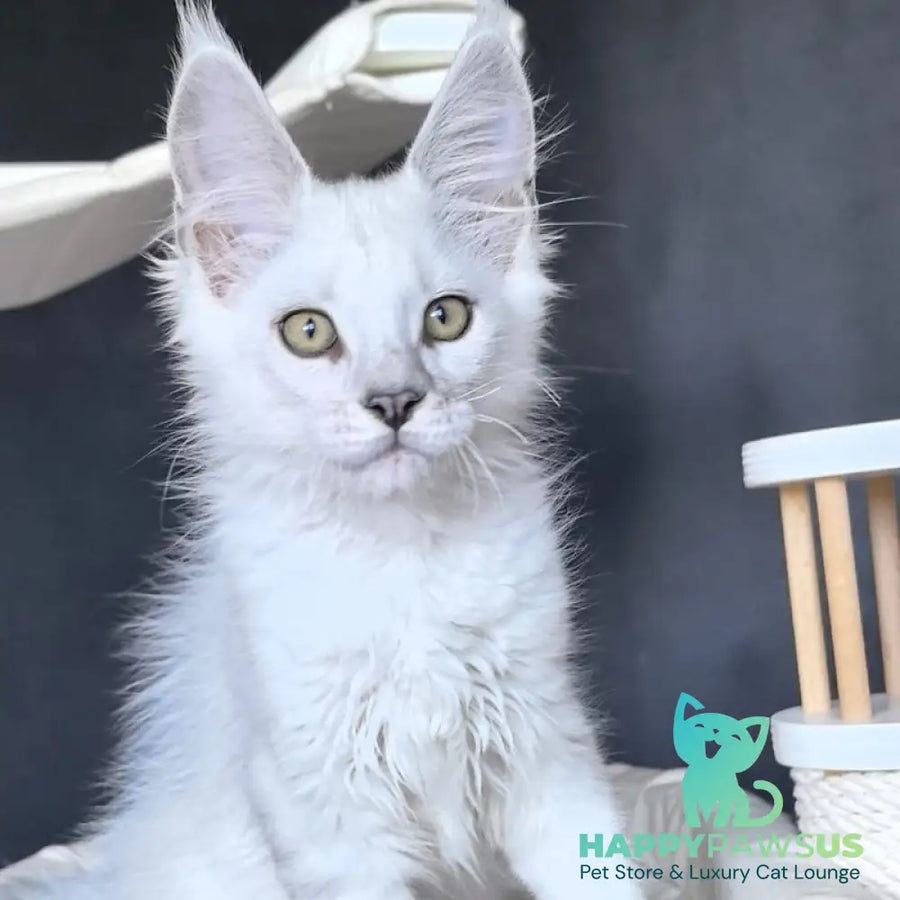 Uran Maine Coon polydactyl male black silver shaded - live animals