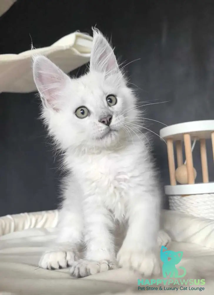 Uran Maine Coon polydactyl male black silver shaded - live animals