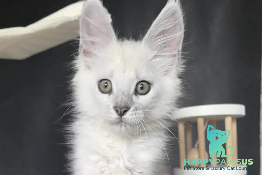 Uran Maine Coon polydactyl male black silver shaded - live animals