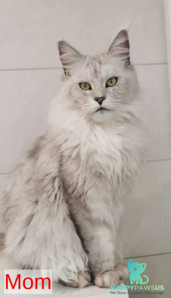 Uran Maine Coon polydactyl male black silver shaded - live animals