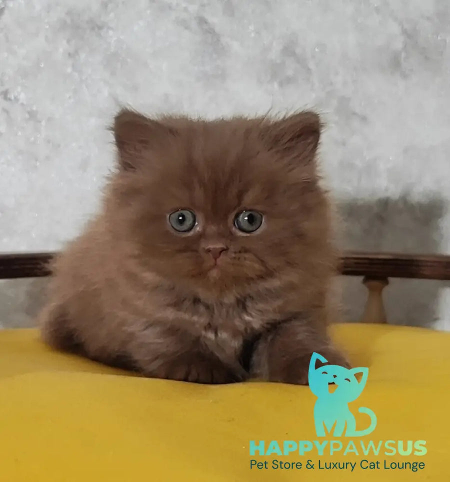 Urban British Longhair male cinnamon - live animals