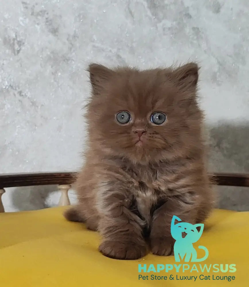 Urban British Longhair male cinnamon - live animals
