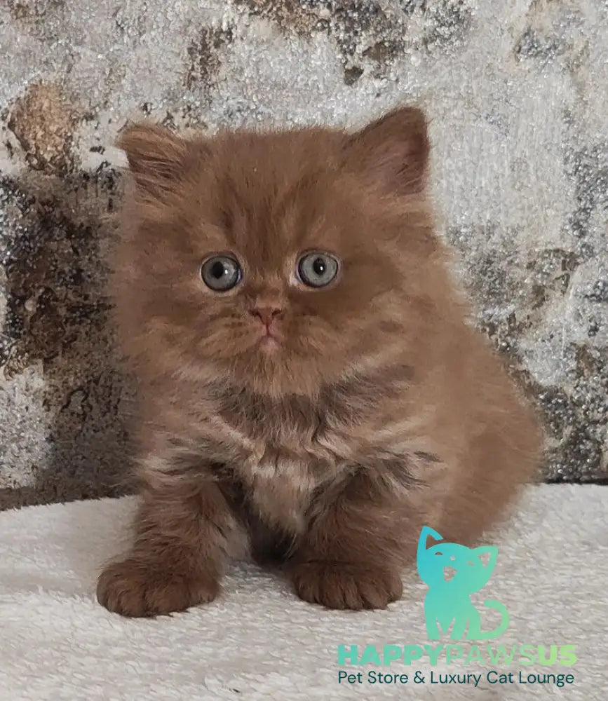 Urban British Longhair male cinnamon - live animals