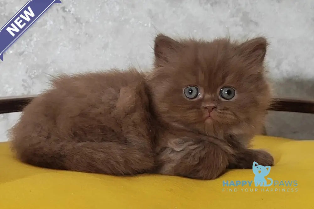 Urban British Longhair male cinnamon - live animals