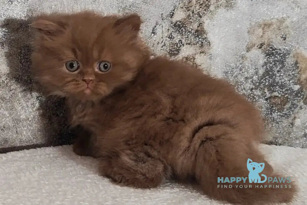 Urban British Longhair male cinnamon - live animals