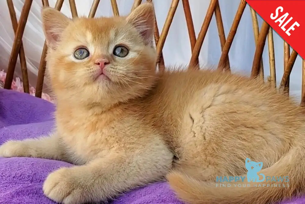 Urban British Shorthair male red - live animals
