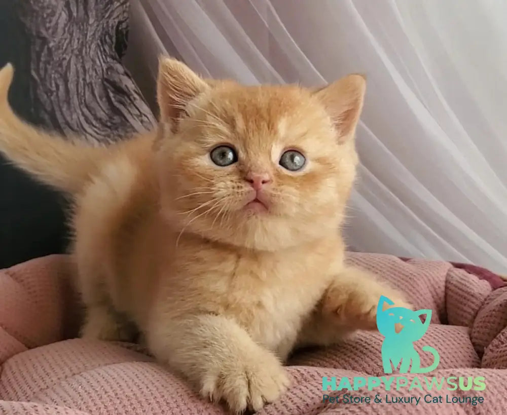 Urban British Shorthair male red - live animals