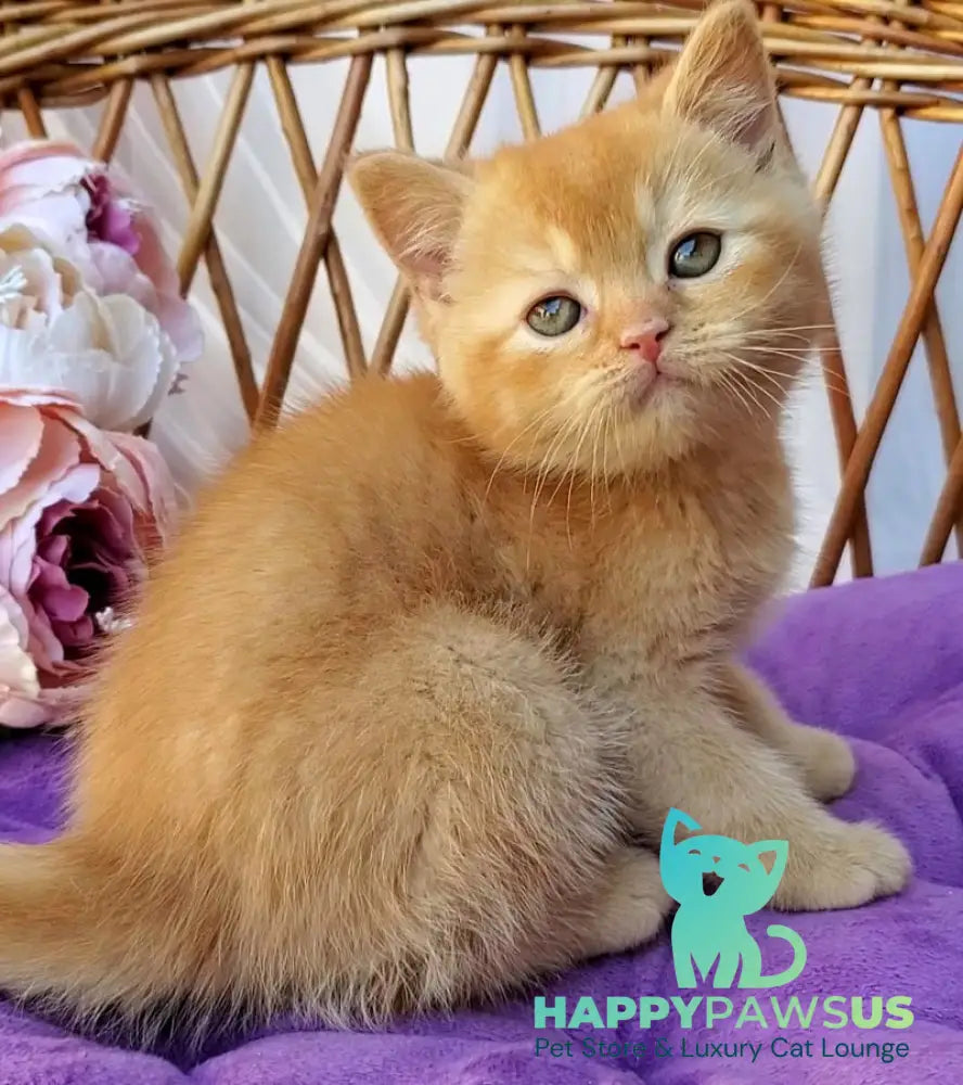 Urban British Shorthair male red - live animals