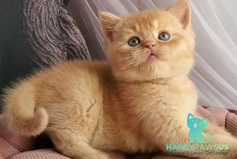 Urban British Shorthair male red - live animals