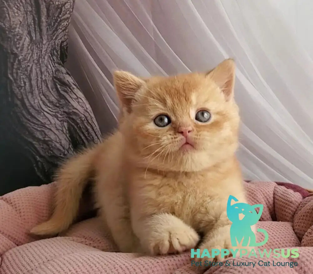 Urban British Shorthair male red - live animals