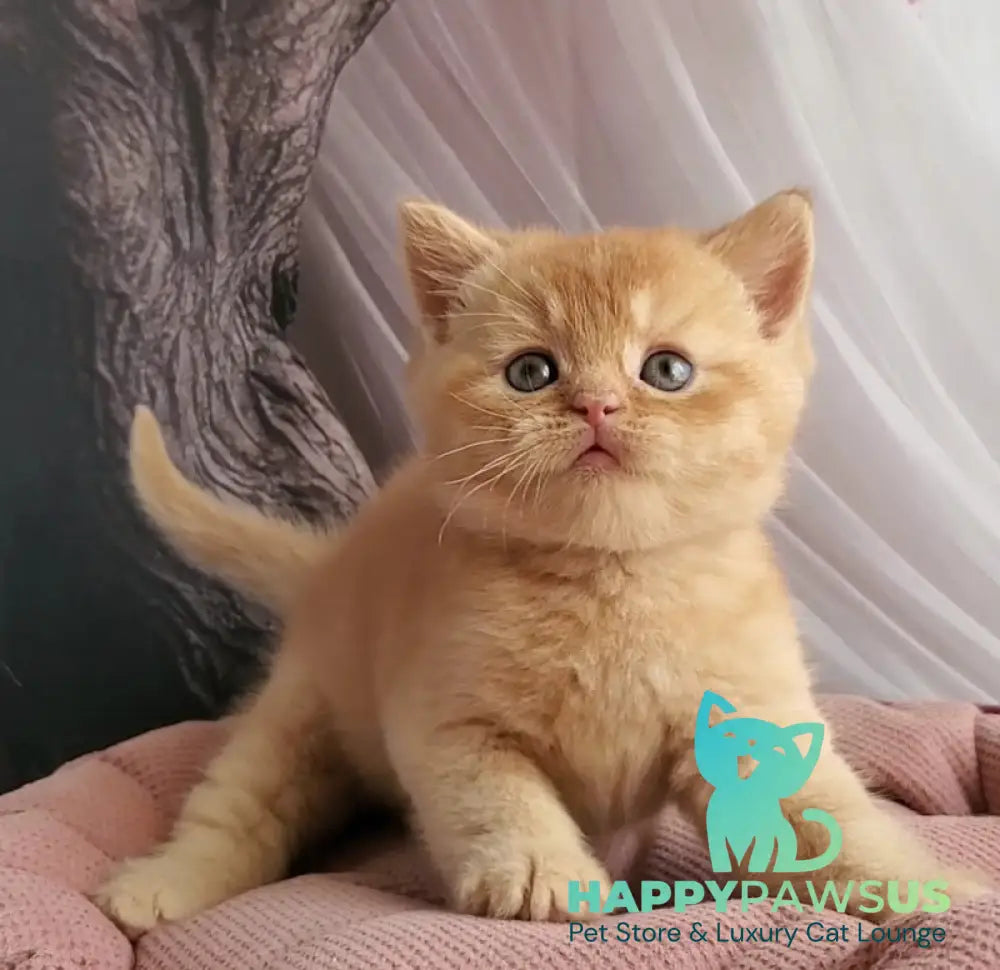 Urban British Shorthair male red - live animals