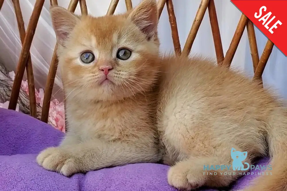 Urban British Shorthair male red - live animals