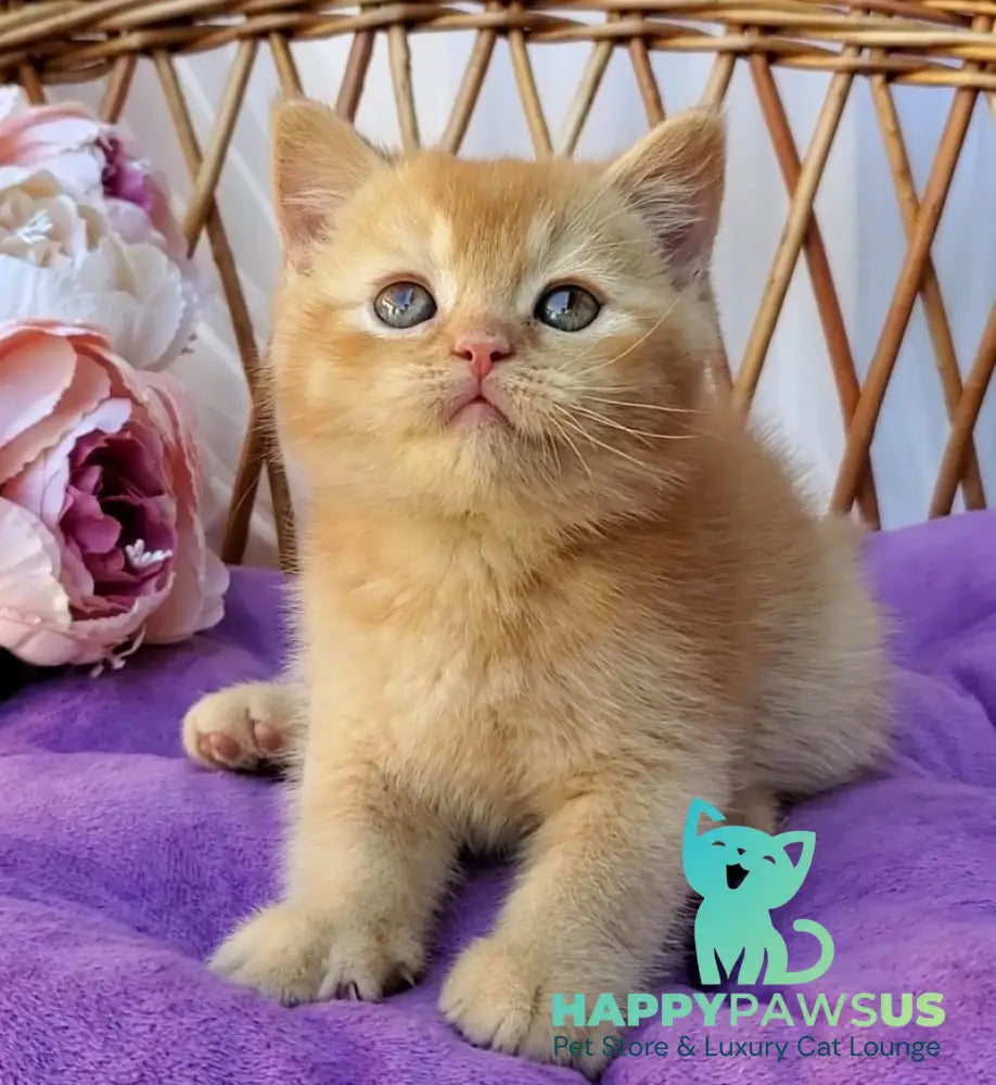 Urban British Shorthair male red - live animals