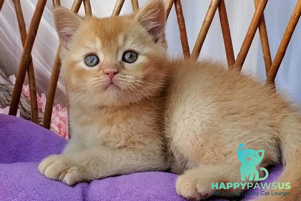 Urban British Shorthair male red - live animals