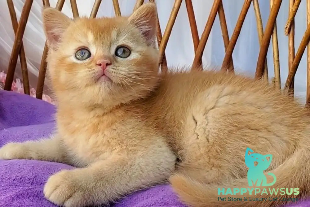 Urban British Shorthair male red - live animals