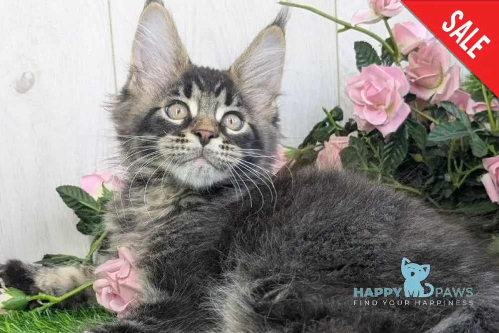 Urban Maine Coon male black tabby - live animals