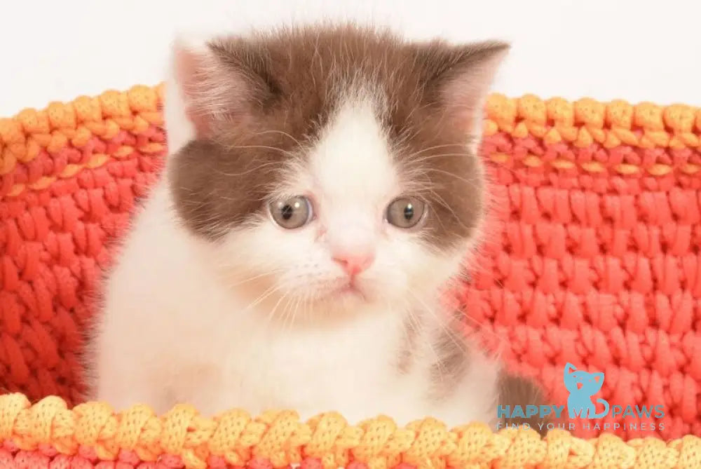 Urban Scottish Straight male cinnamon harlequin live animals