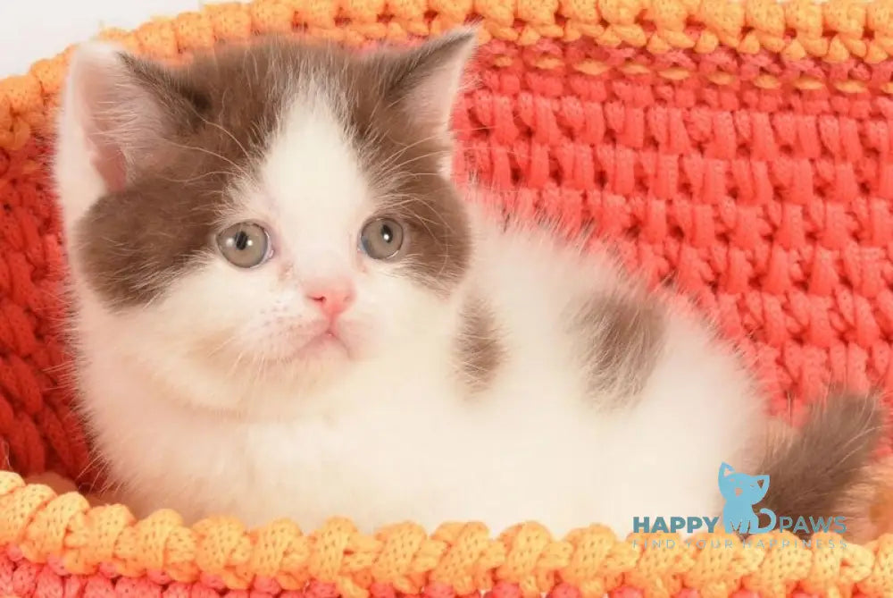 Urban Scottish Straight male cinnamon harlequin live animals