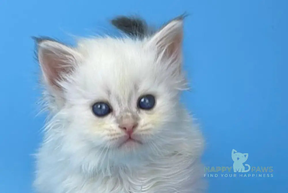 Urban Siberian male blue lynx pointed live animals