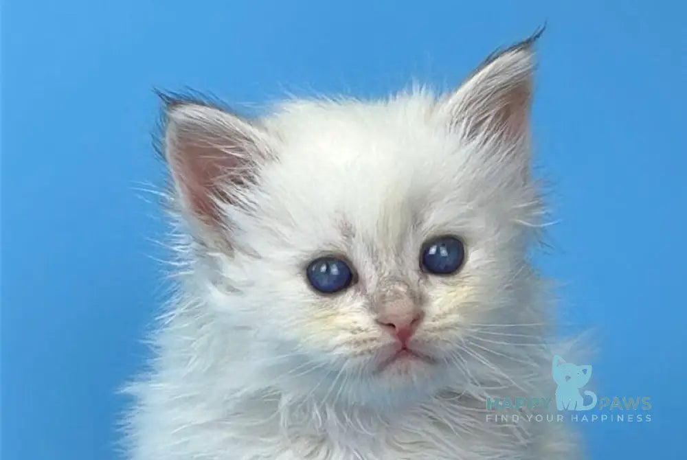Urban Siberian male blue lynx pointed live animals