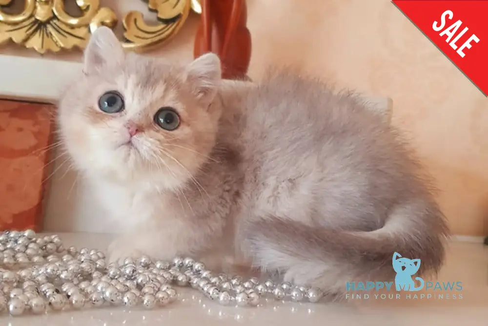 Urfin British Shorthair male blue golden shaded live animals