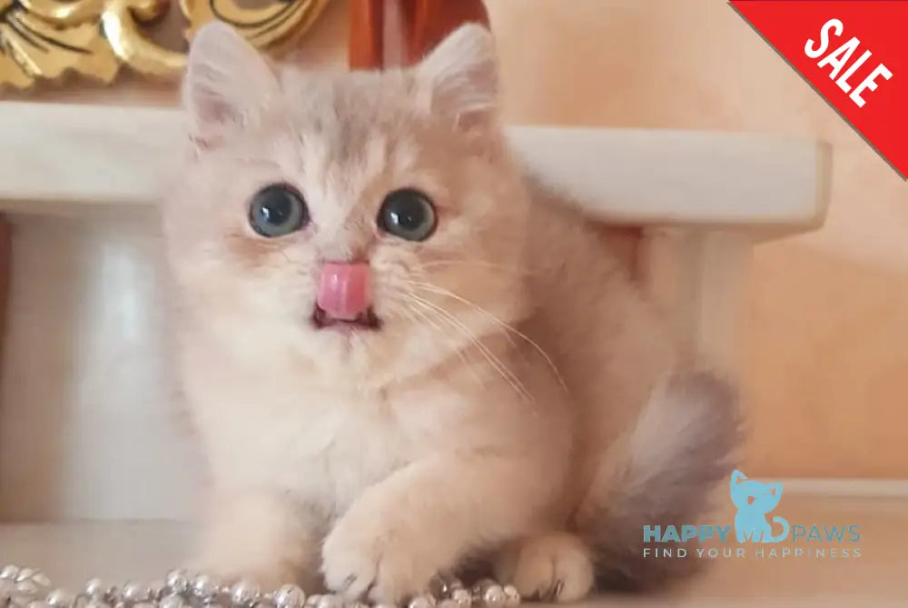 Urfin British Shorthair male blue golden shaded live animals