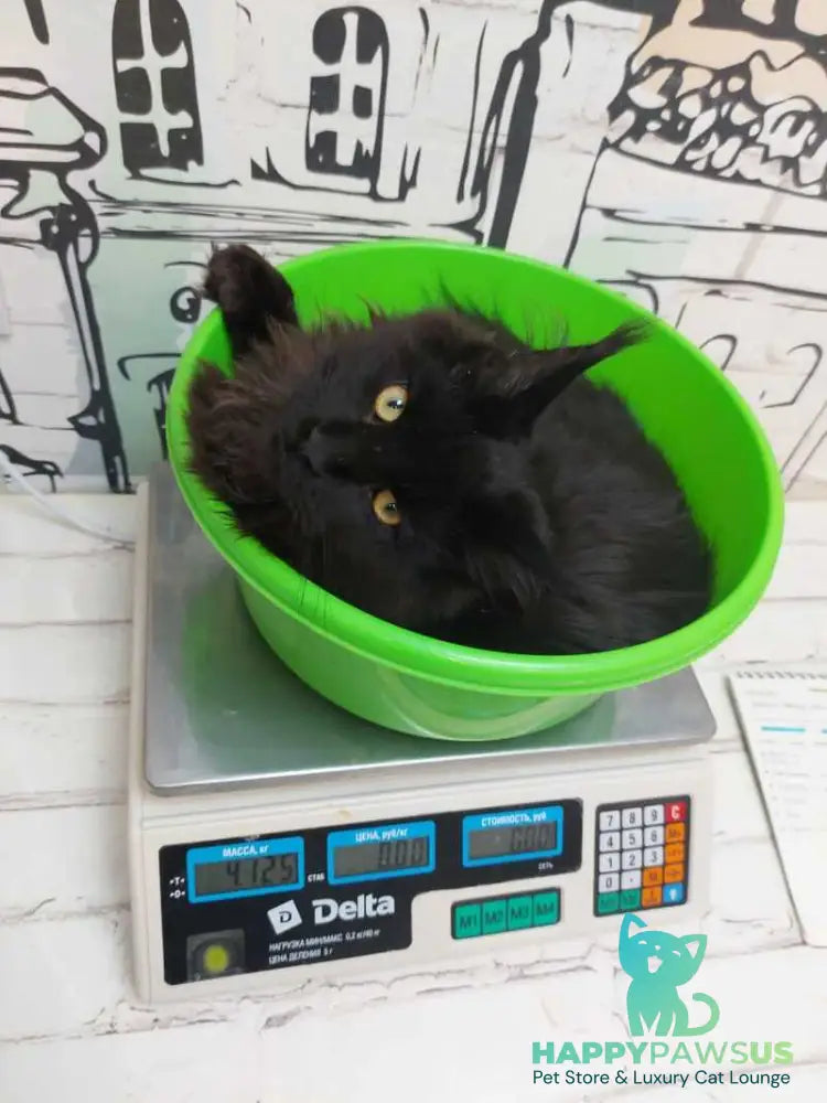 Urfin Maine Coon male black - live animals