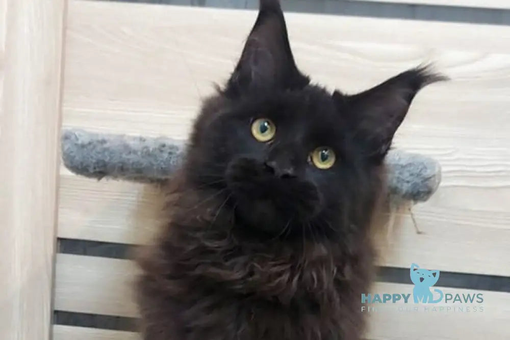 Urfin Maine Coon male black - live animals