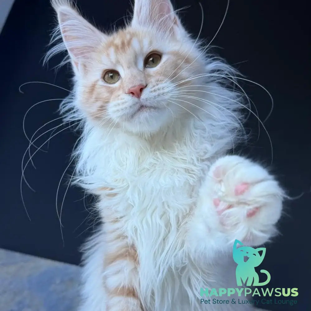 Urfin Maine Coon polydactyl male red silver with white tabby - live animals