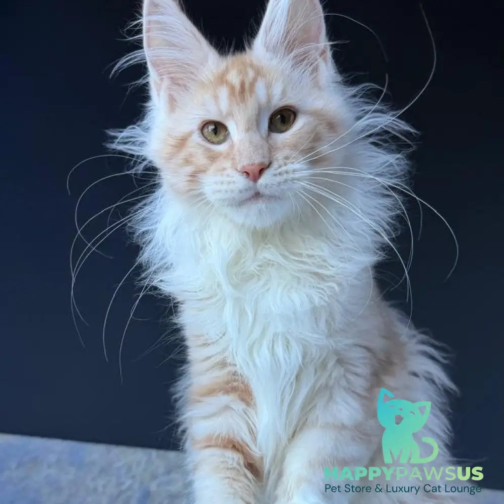Urfin Maine Coon polydactyl male red silver with white tabby - live animals