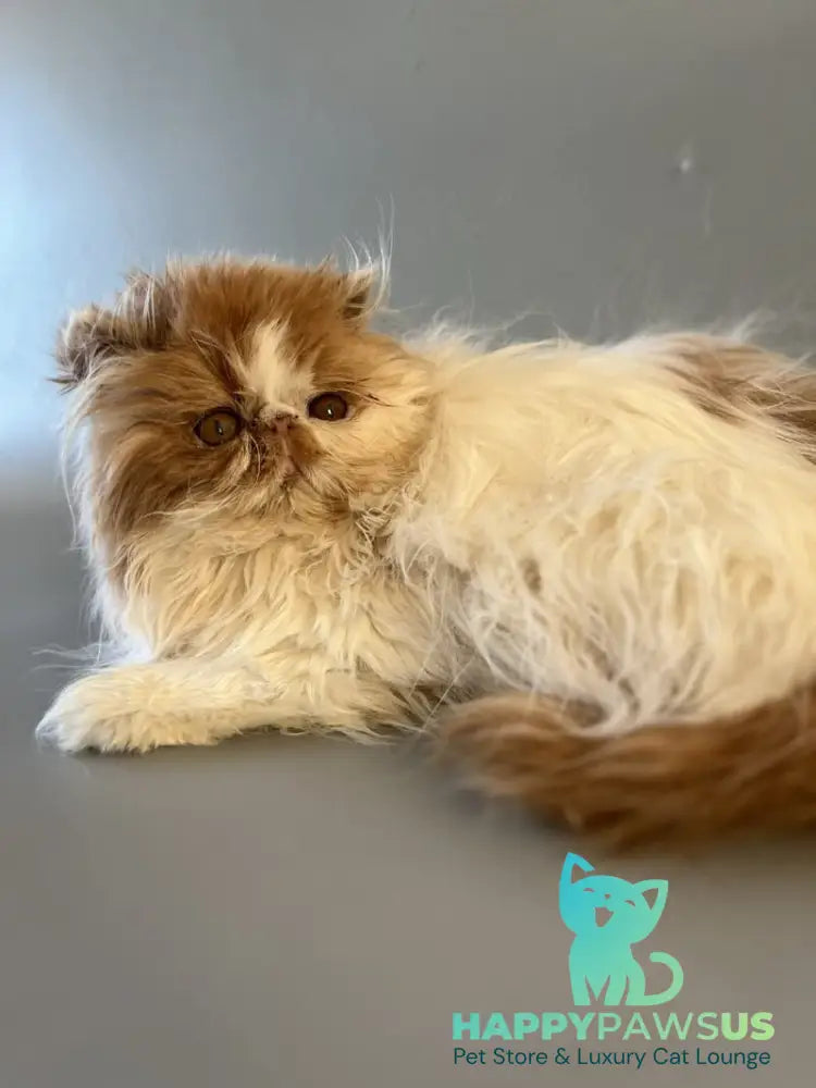 Urfin Persian male cream harlequin live animals