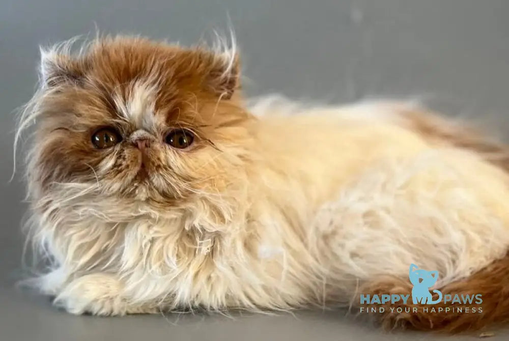 Urfin Persian male cream harlequin live animals