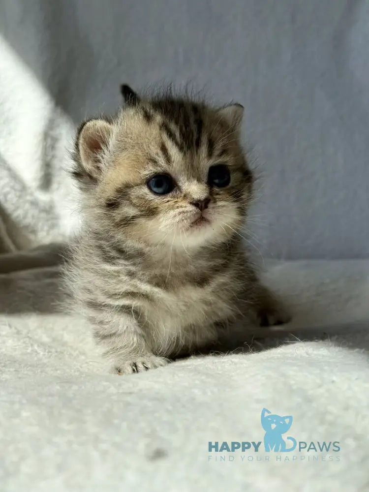 Uri Munchkin female black spotted tabby - live animals