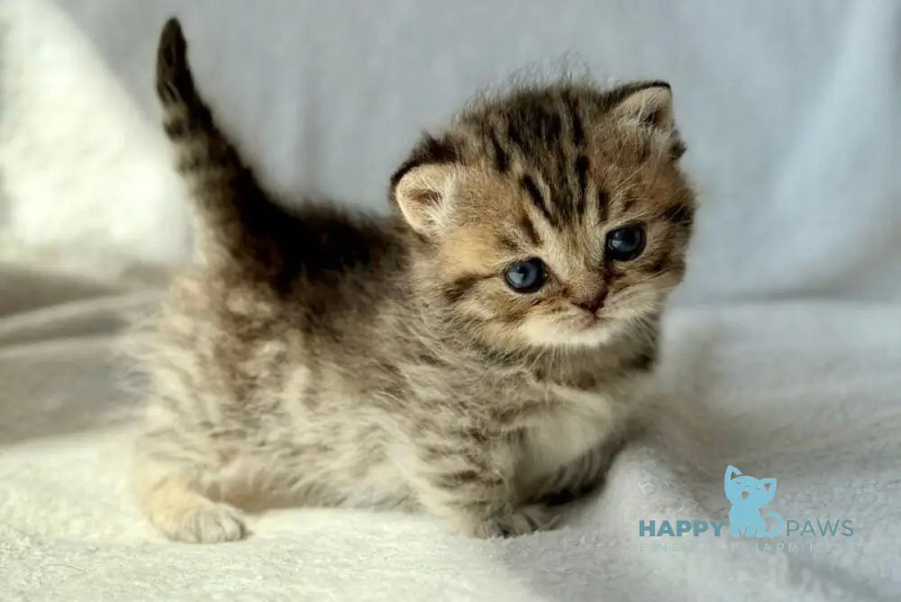 Uri Munchkin female black spotted tabby - live animals