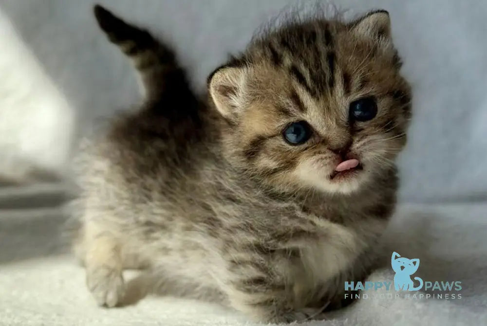 Uri Munchkin female black spotted tabby - live animals