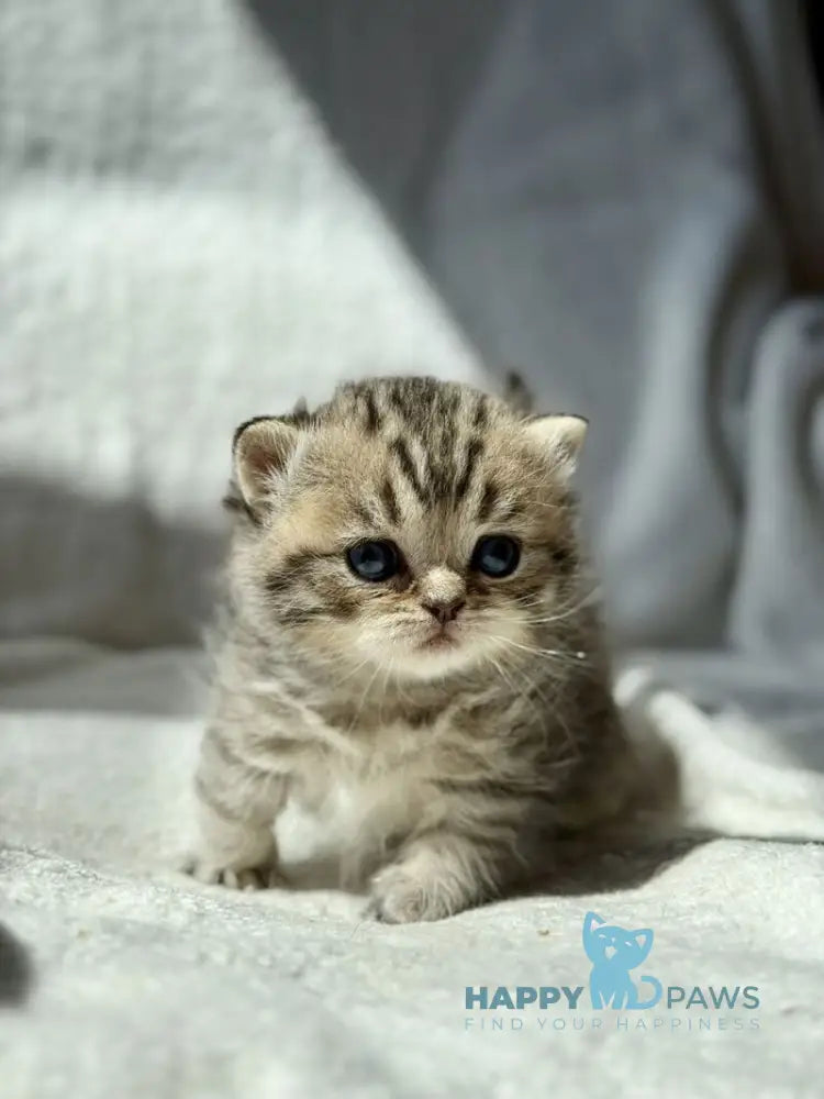 Uri Munchkin female black spotted tabby - live animals