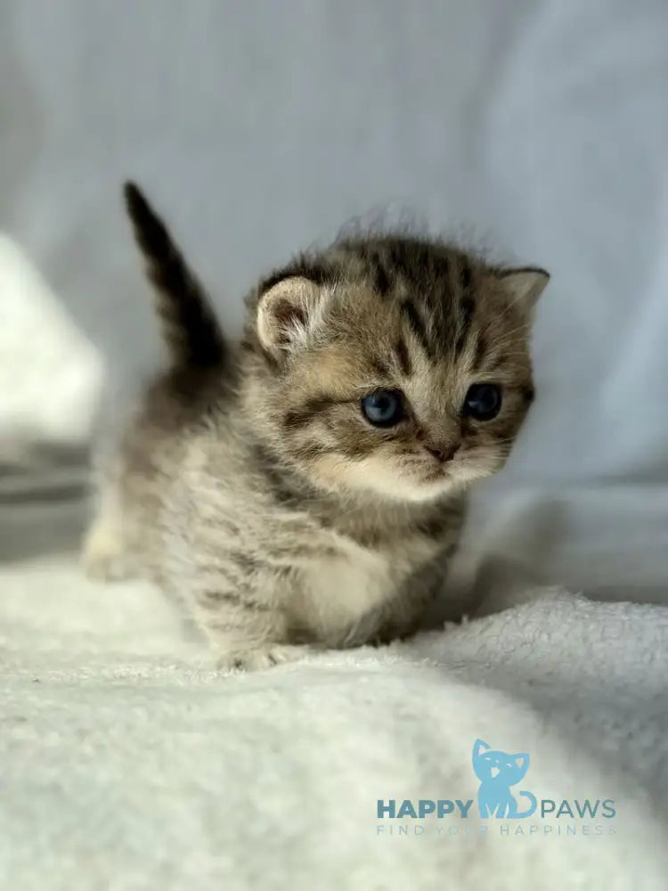 Uri Munchkin female black spotted tabby - live animals