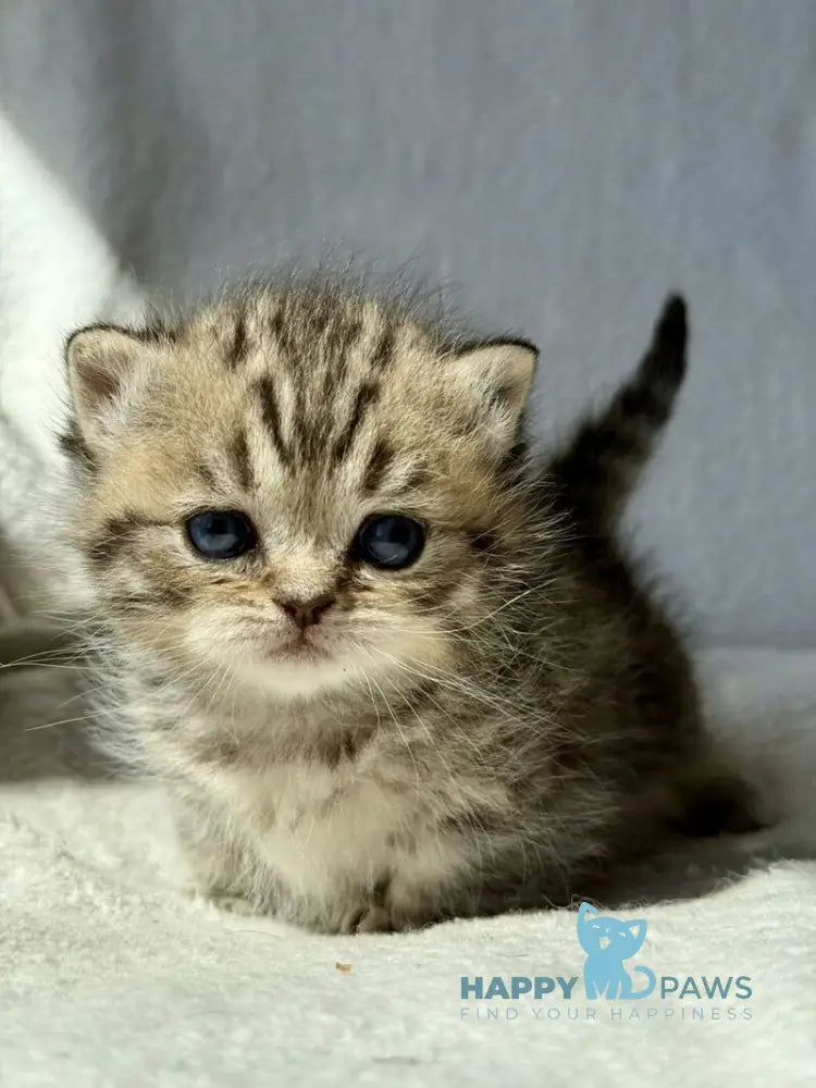 Uri Munchkin female black spotted tabby - live animals