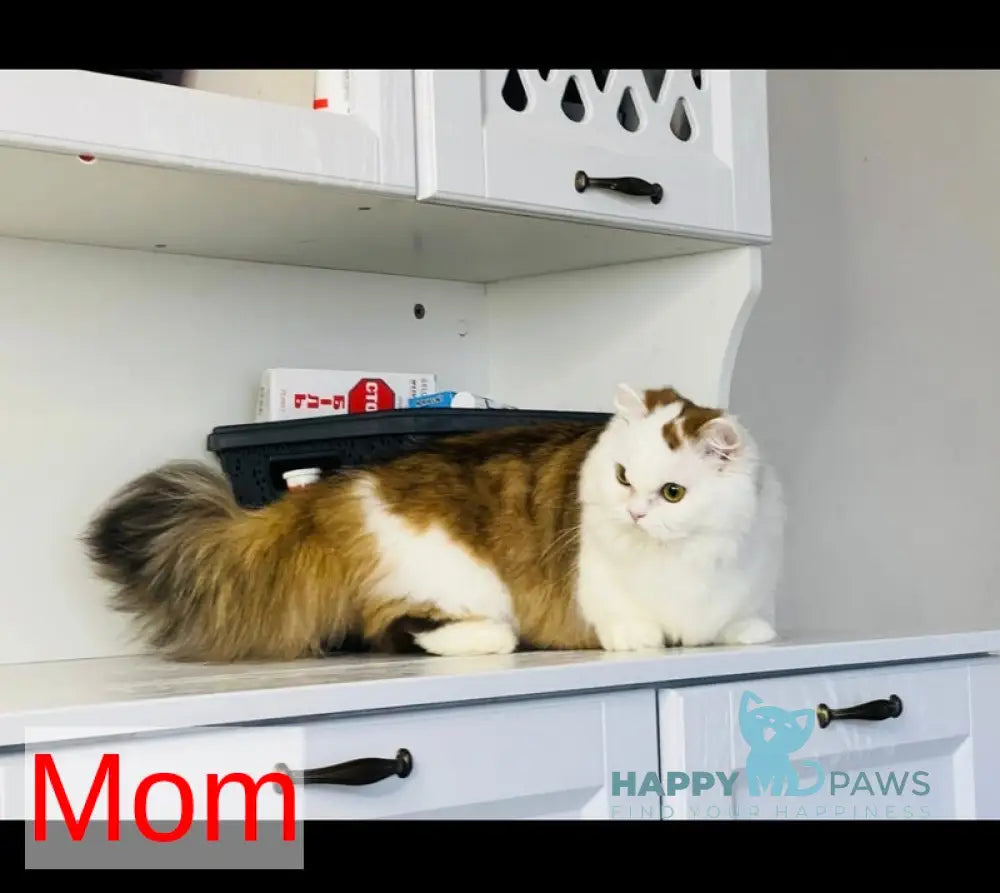 Uri Munchkin female black spotted tabby - live animals