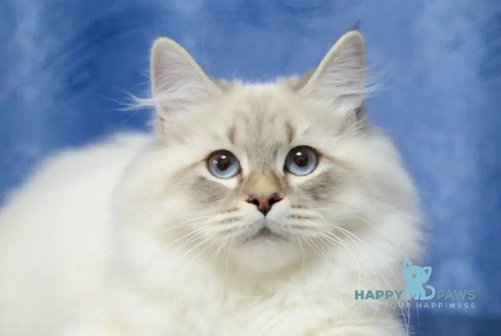 Urik Siberian male blue tabby pointed live animals