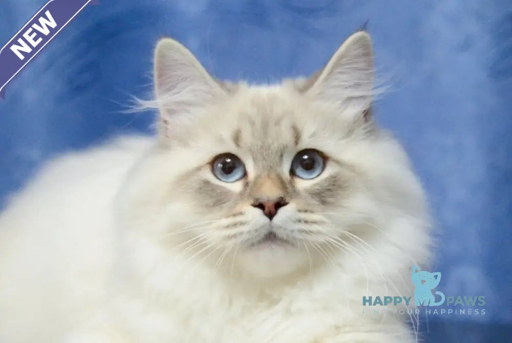 Urik Siberian male blue tabby pointed live animals
