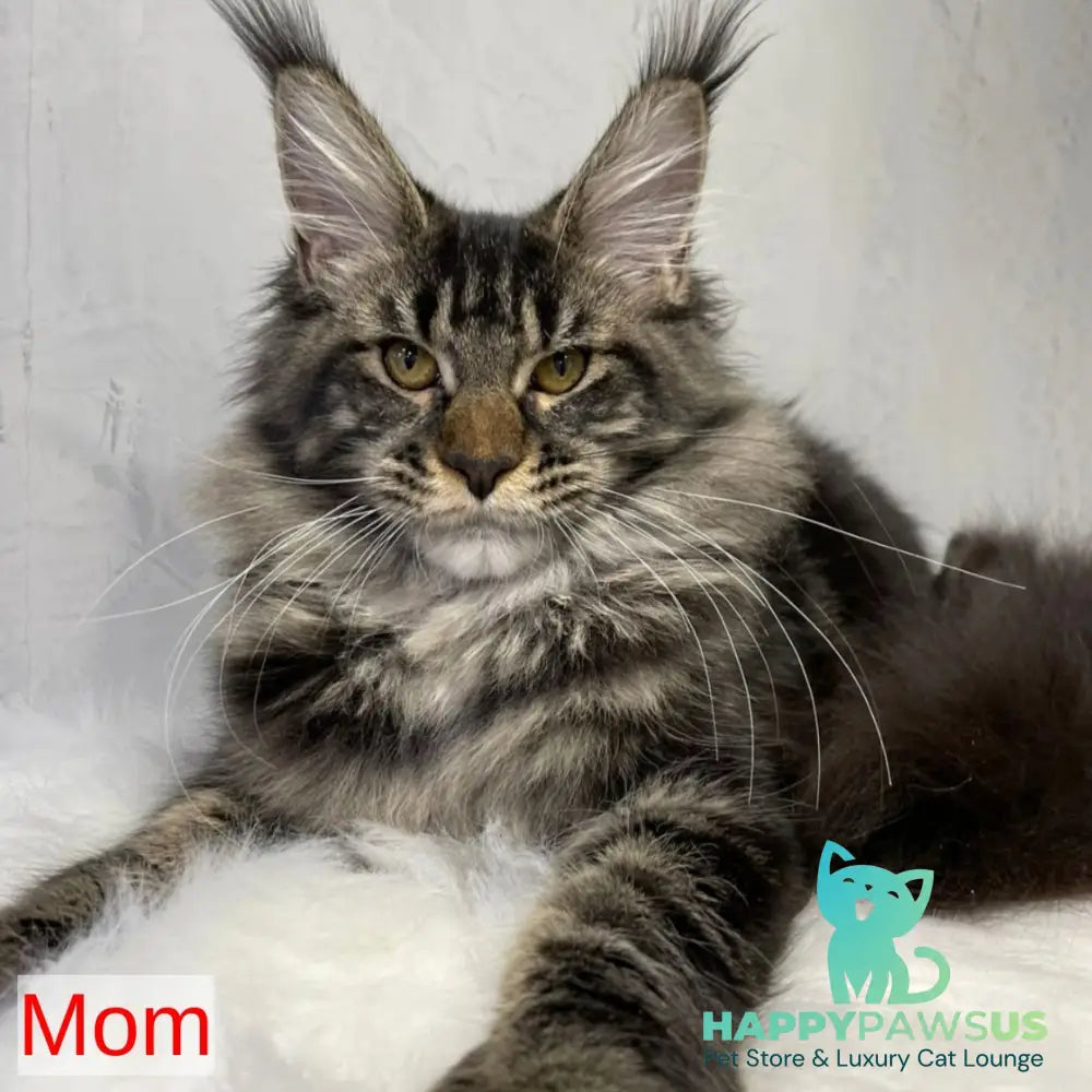 Urkhon Maine Coon male black tabby with white - live animals