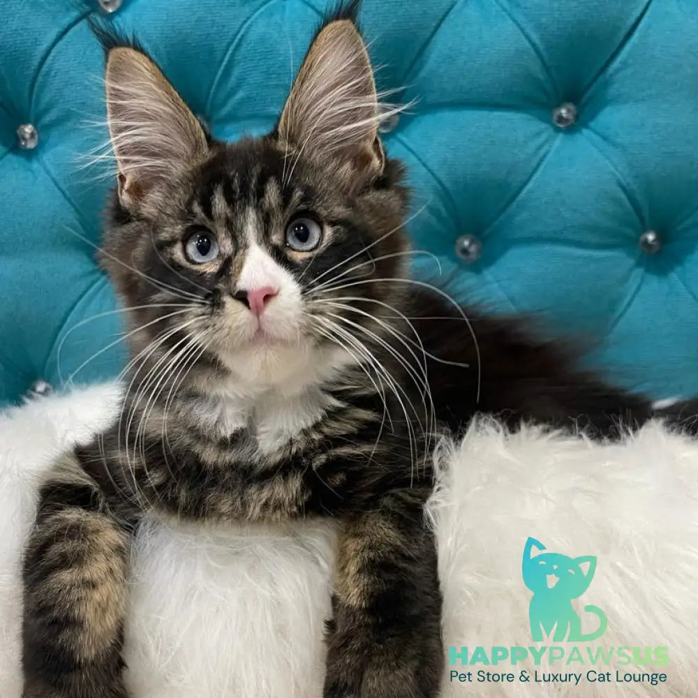 Urkhon Maine Coon male black tabby with white - live animals