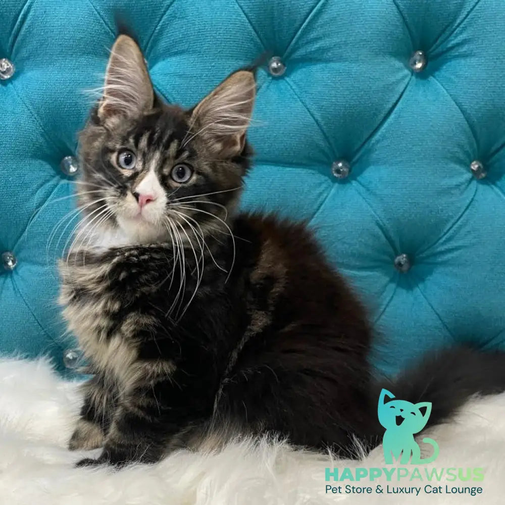 Urkhon Maine Coon male black tabby with white - live animals