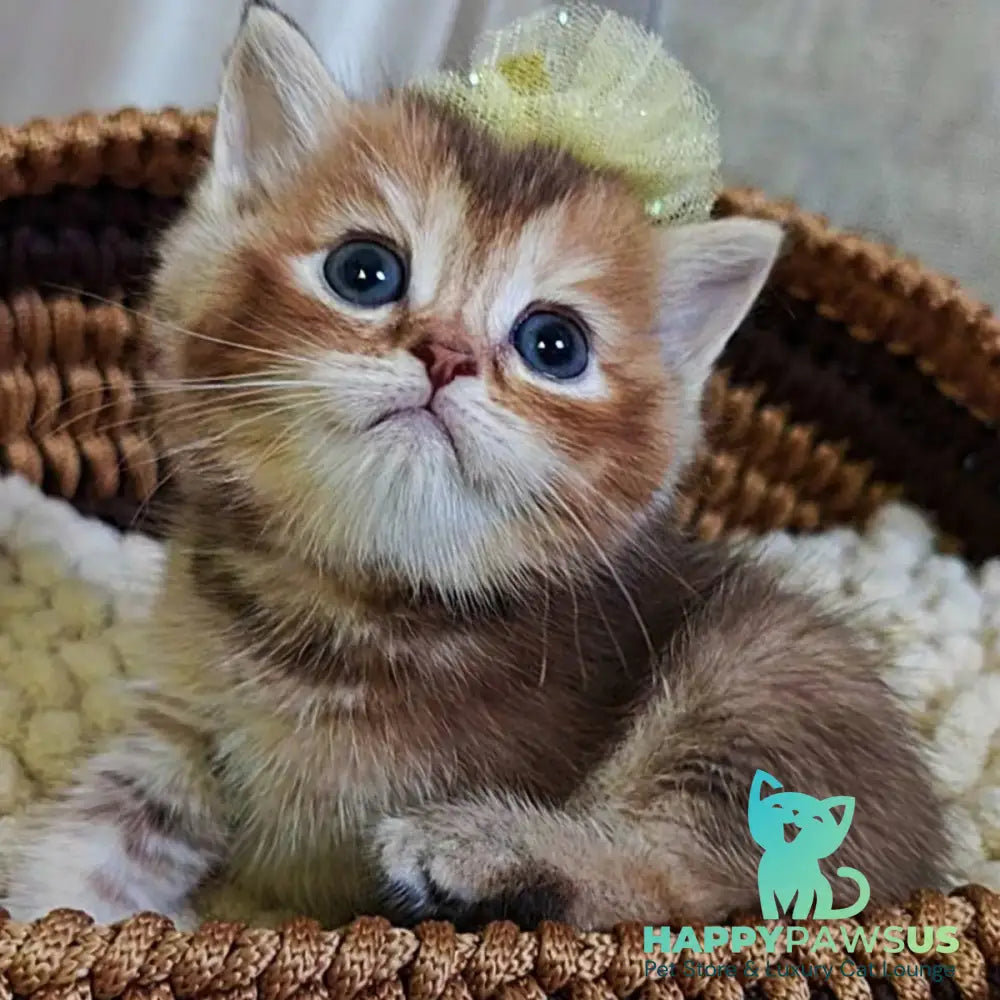 Urmala British Shorthair female chocolate tortie ticked tabby - live animals