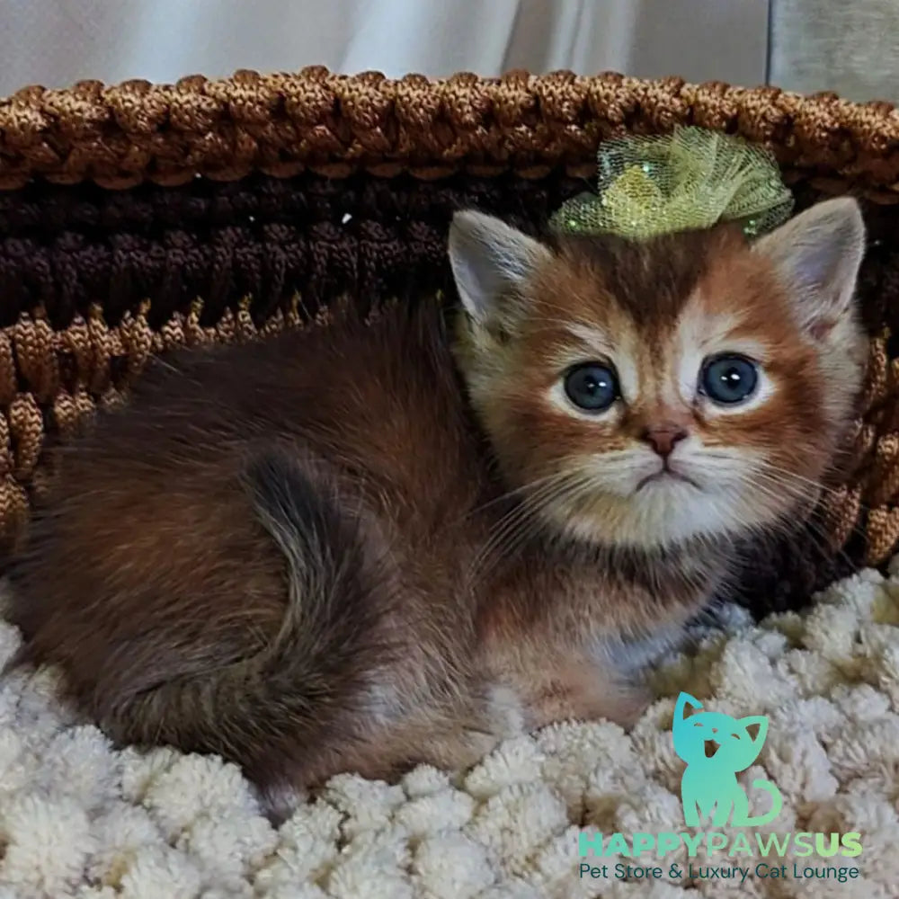 Urmala British Shorthair female chocolate tortie ticked tabby - live animals