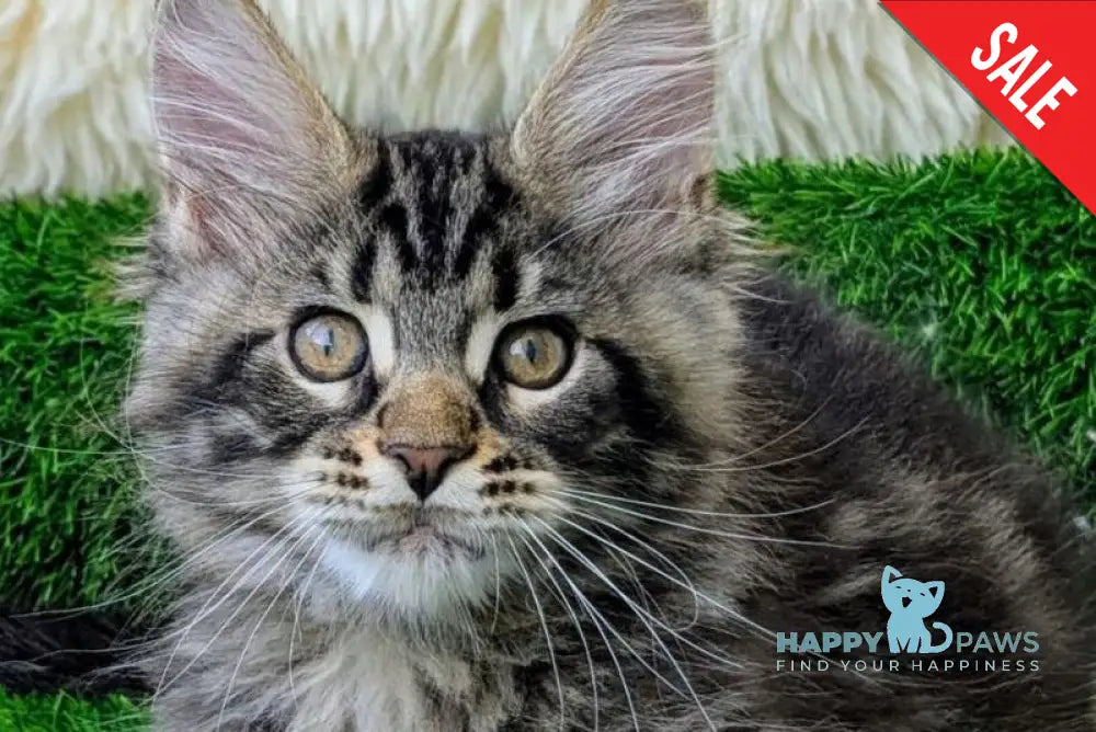 Urman Maine Coon male black tabby - live animals